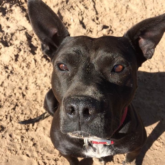 Meet your Posher, Mattie - Picture 3 of 6